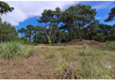 TERRENO EN EL PINAR DE LA LUCILA